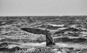 Sperm whale making a dive to over 1000m in search of food. by Arun Madisetti 